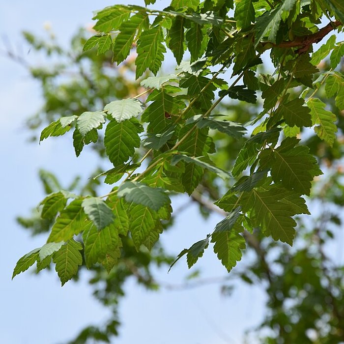 Photo de Plateau des poètes de Béziers