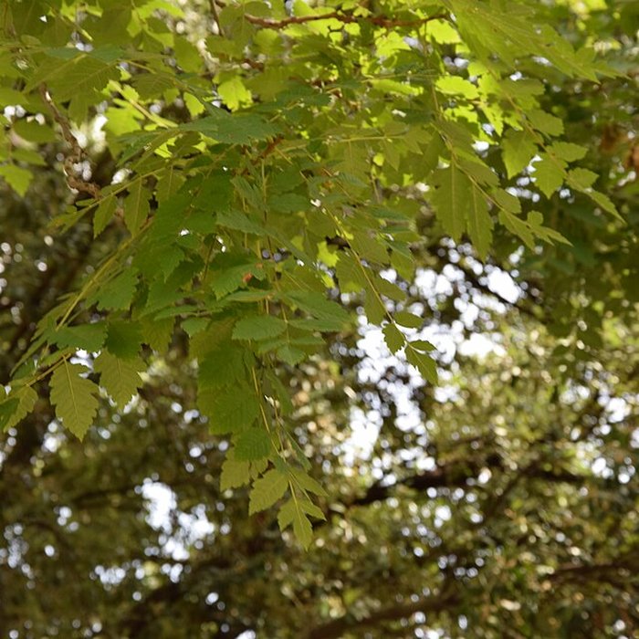 Photo de Plateau des poètes de Béziers