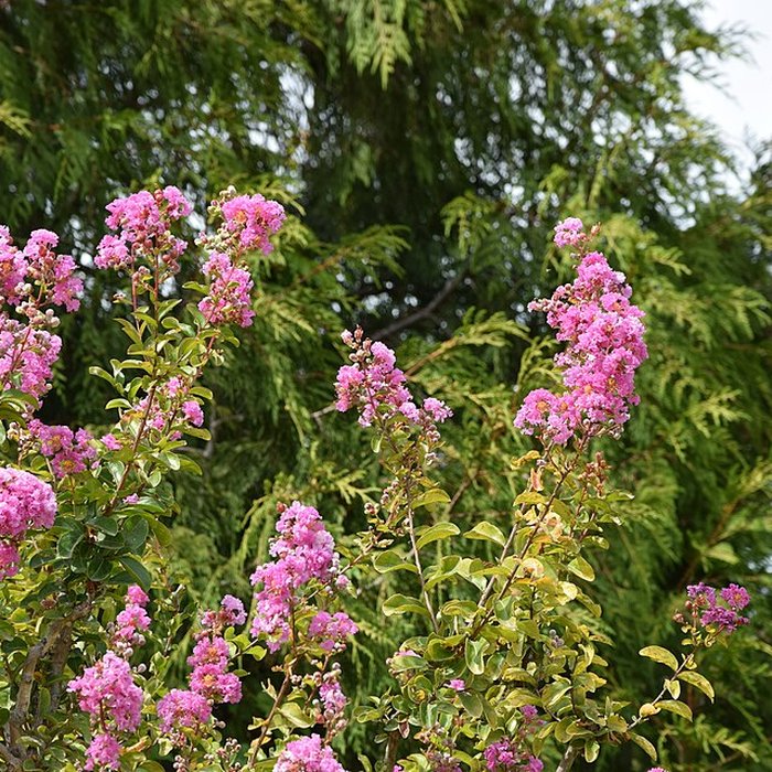 Photo de Plateau des poètes de Béziers