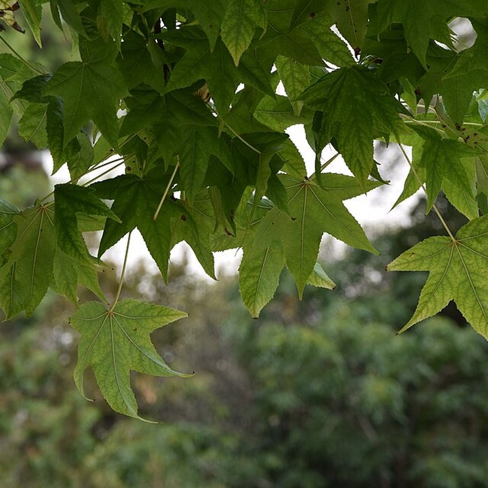 Photo de Plateau des poètes de Béziers