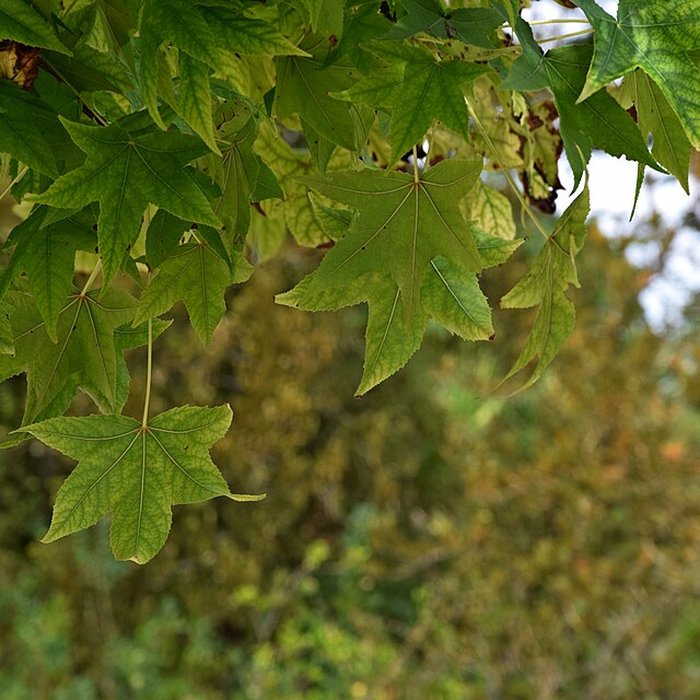 Photo de Plateau des poètes de Béziers