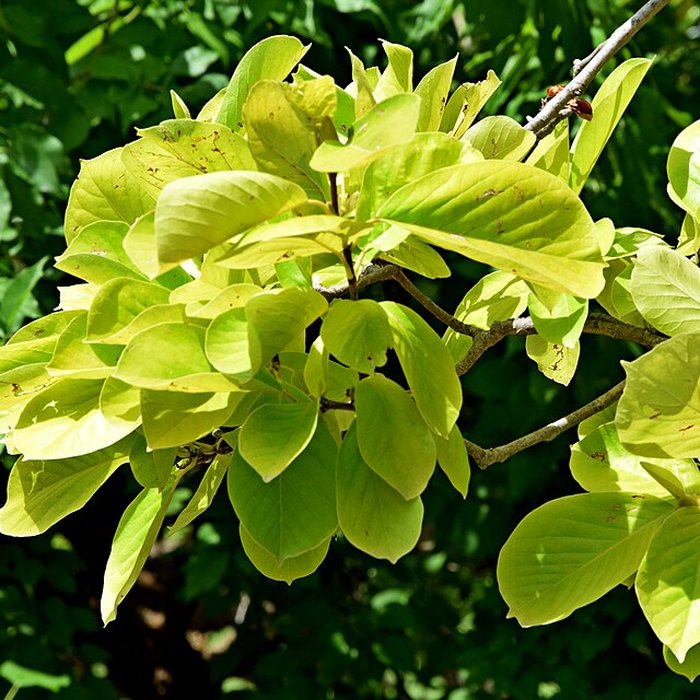 Photo de Plateau des poètes de Béziers