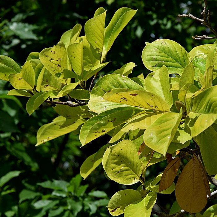 Photo de Plateau des poètes de Béziers