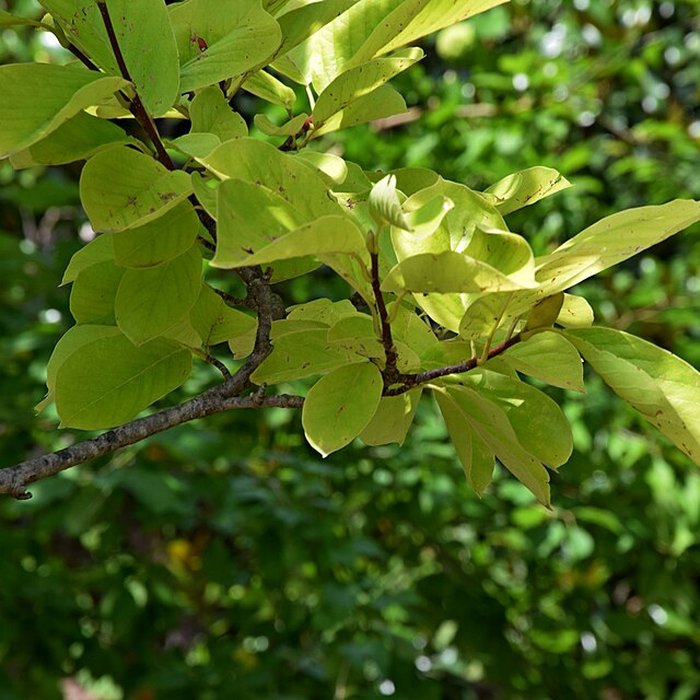 Photo de Plateau des poètes de Béziers