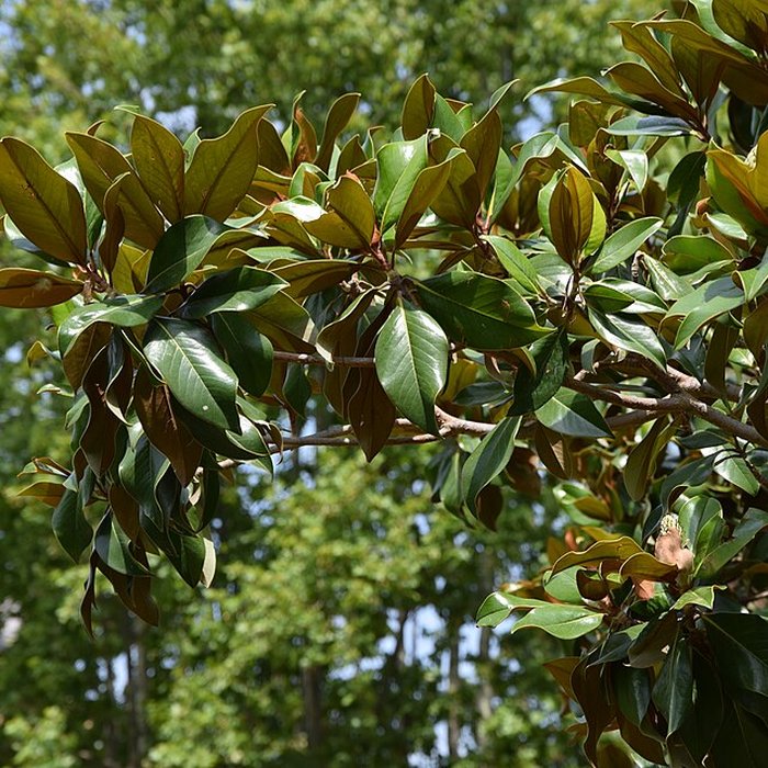Photo de Plateau des poètes de Béziers