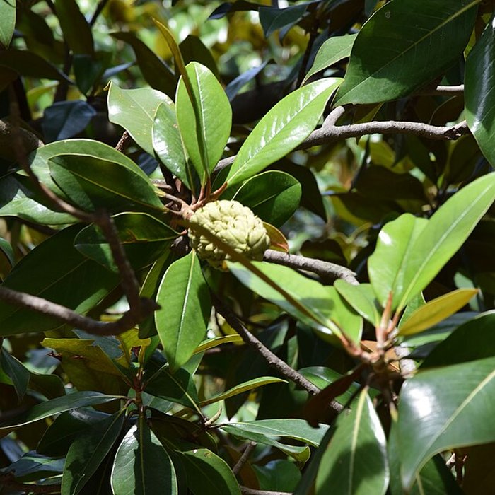 Photo de Plateau des poètes de Béziers