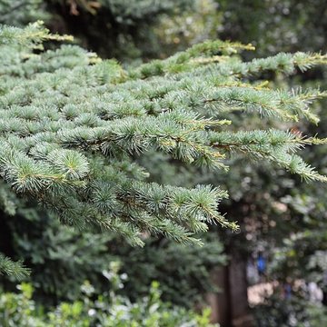 Plateau des poètes de Béziers