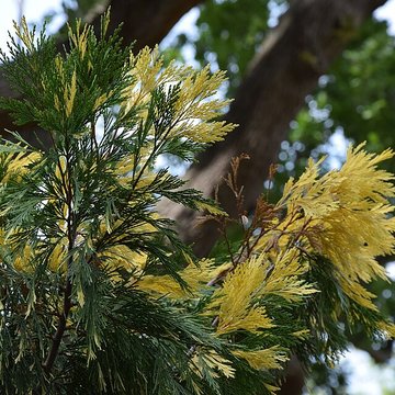 Plateau des poètes de Béziers