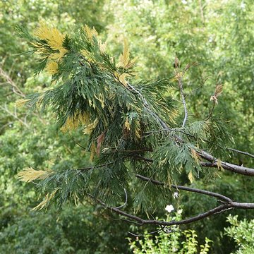 Plateau des poètes de Béziers