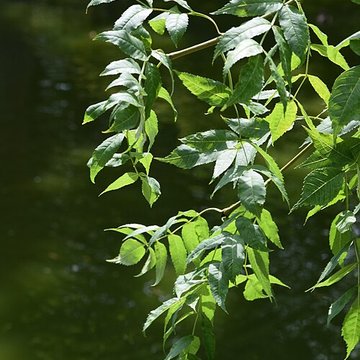 Plateau des poètes de Béziers