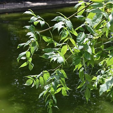 Plateau des poètes de Béziers