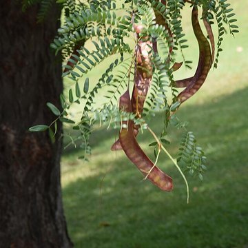 Plateau des poètes de Béziers