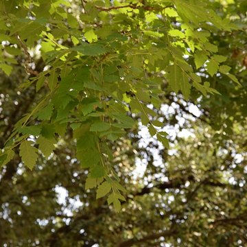 Plateau des poètes de Béziers