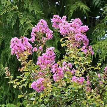 Plateau des poètes de Béziers