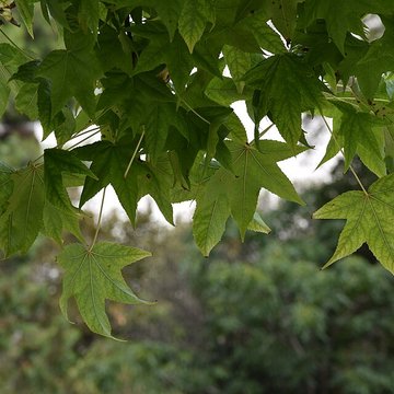 Plateau des poètes de Béziers