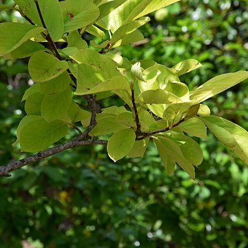 Plateau des poètes de Béziers