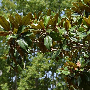 Plateau des poètes de Béziers