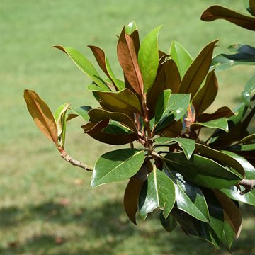 Plateau des poètes de Béziers