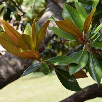Plateau des poètes de Béziers