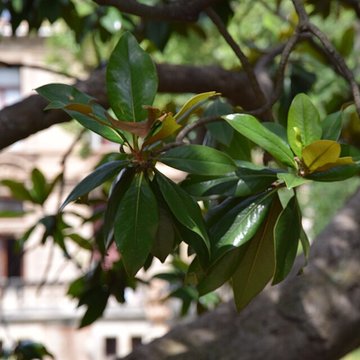 Plateau des poètes de Béziers