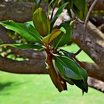 Plateau des poètes de Béziers