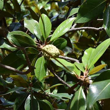 Plateau des poètes de Béziers