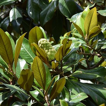 Plateau des poètes de Béziers