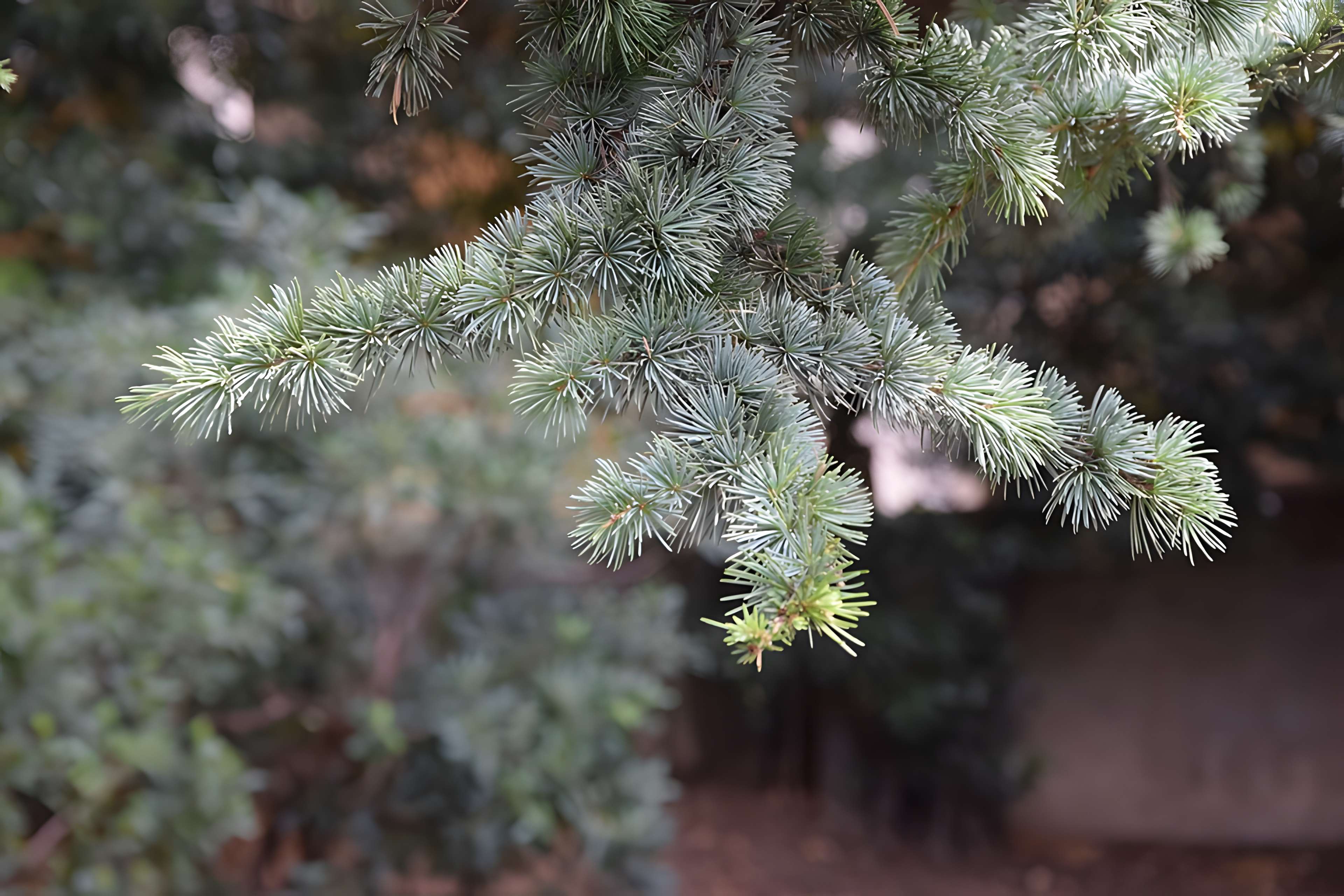 Plateau des poètes de Béziers