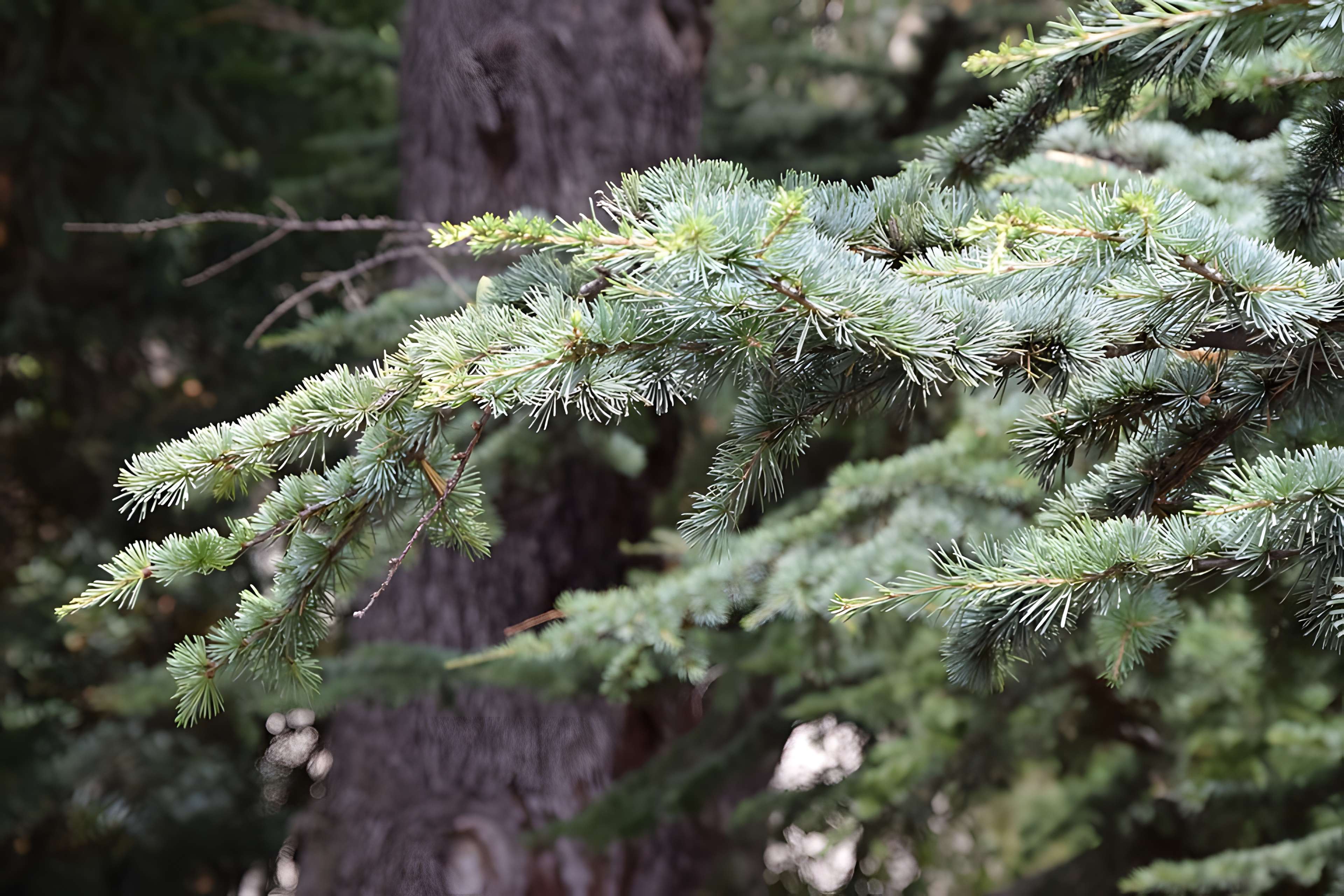 Plateau des poètes de Béziers
