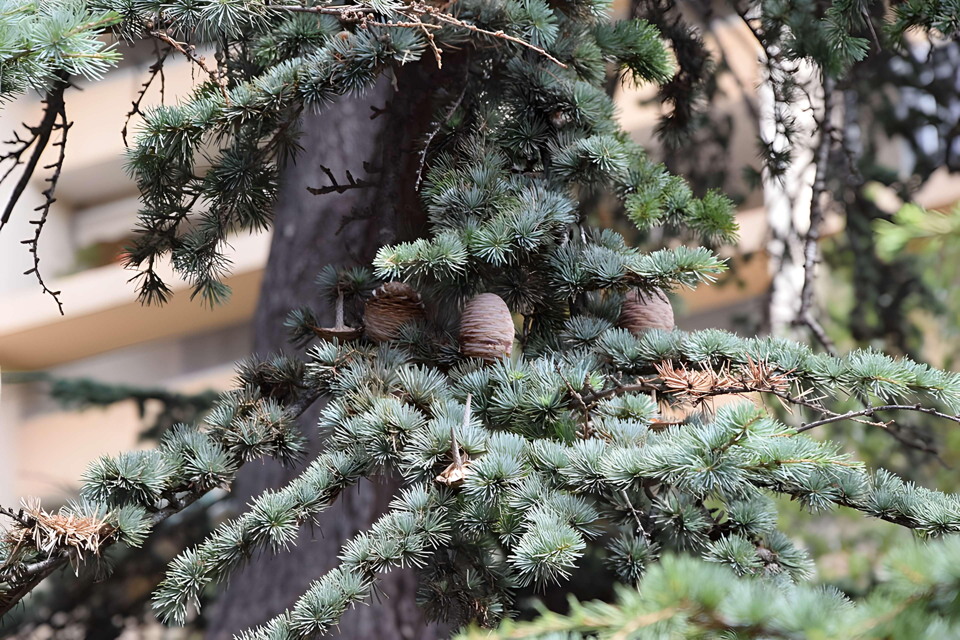 Plateau des poètes de Béziers