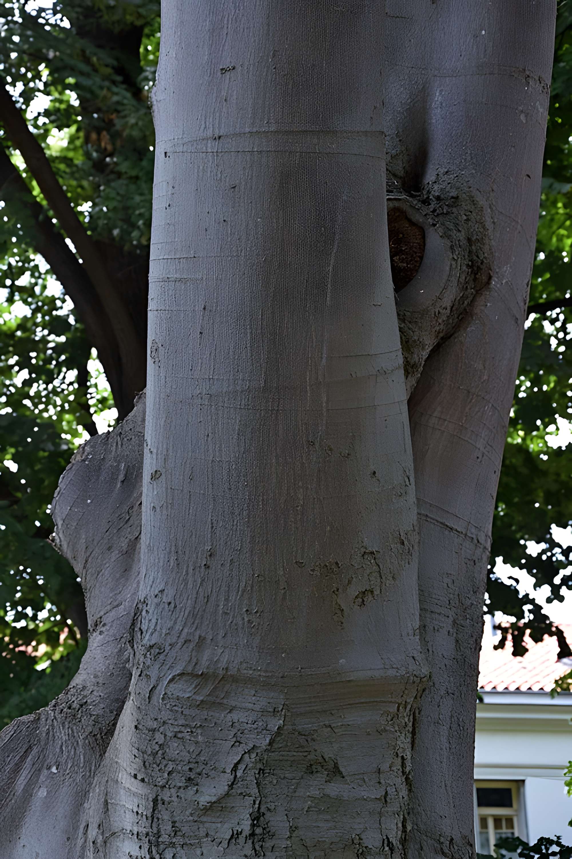 Plateau des poètes de Béziers