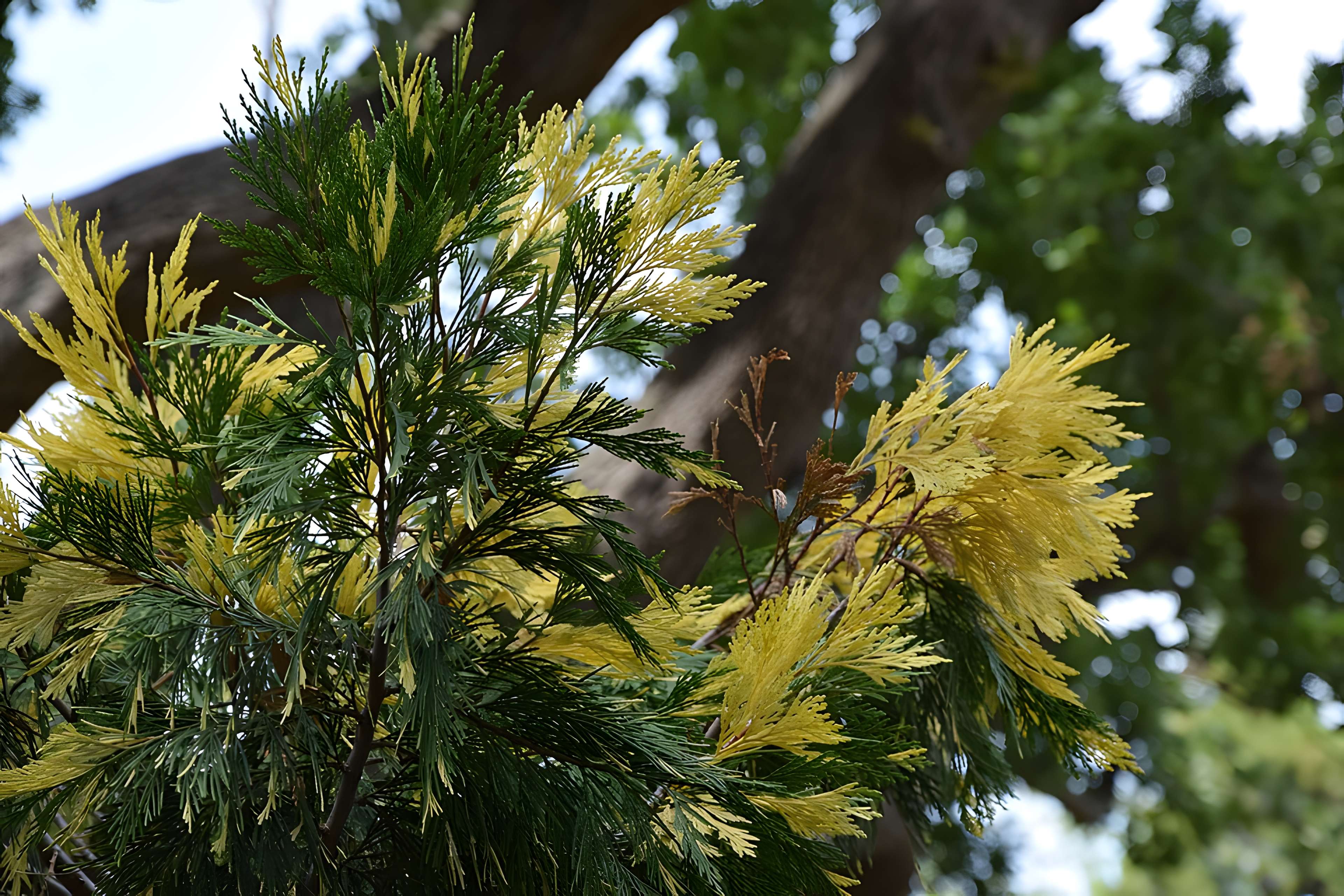 Plateau des poètes de Béziers