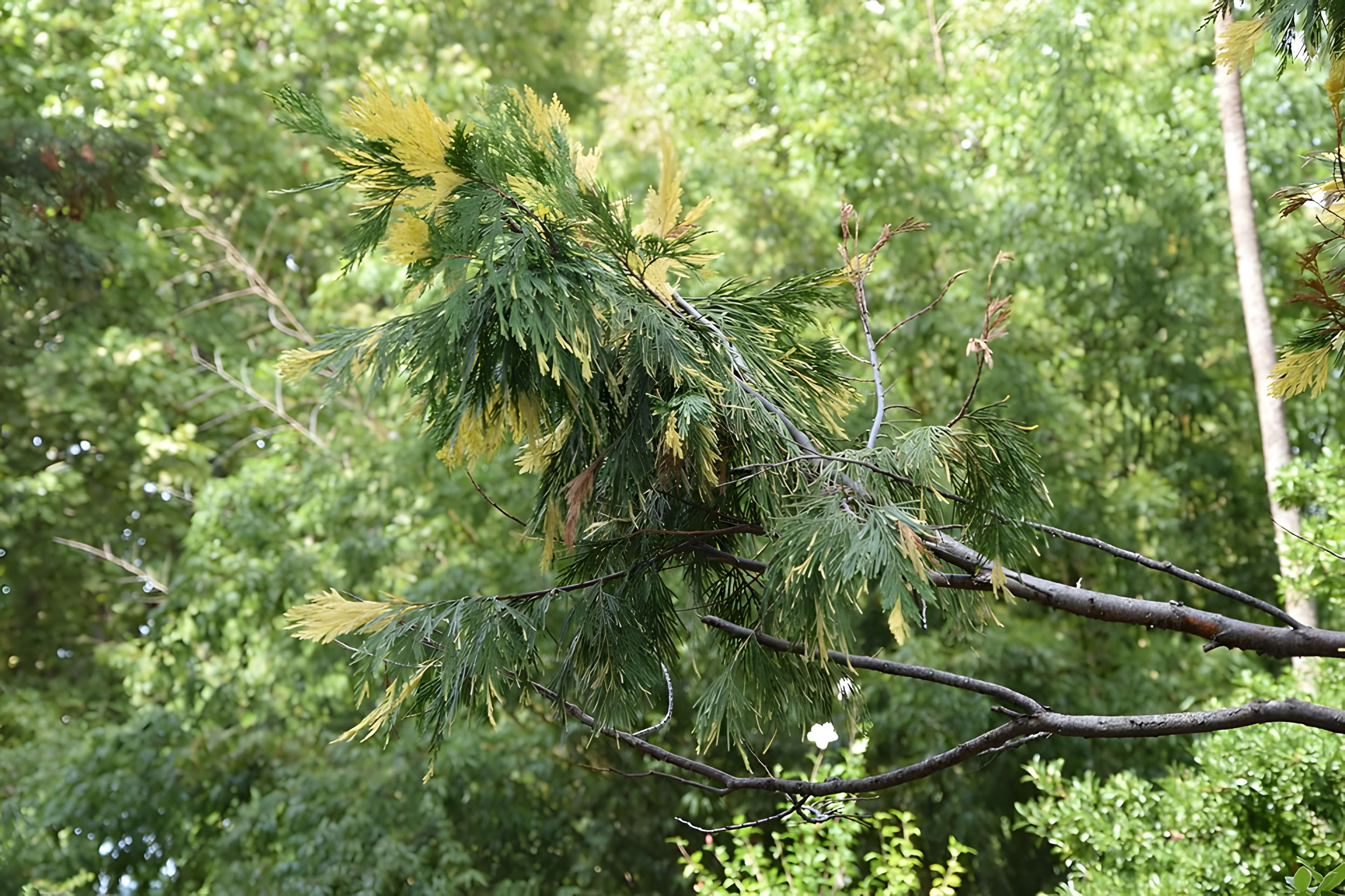 Plateau des poètes de Béziers