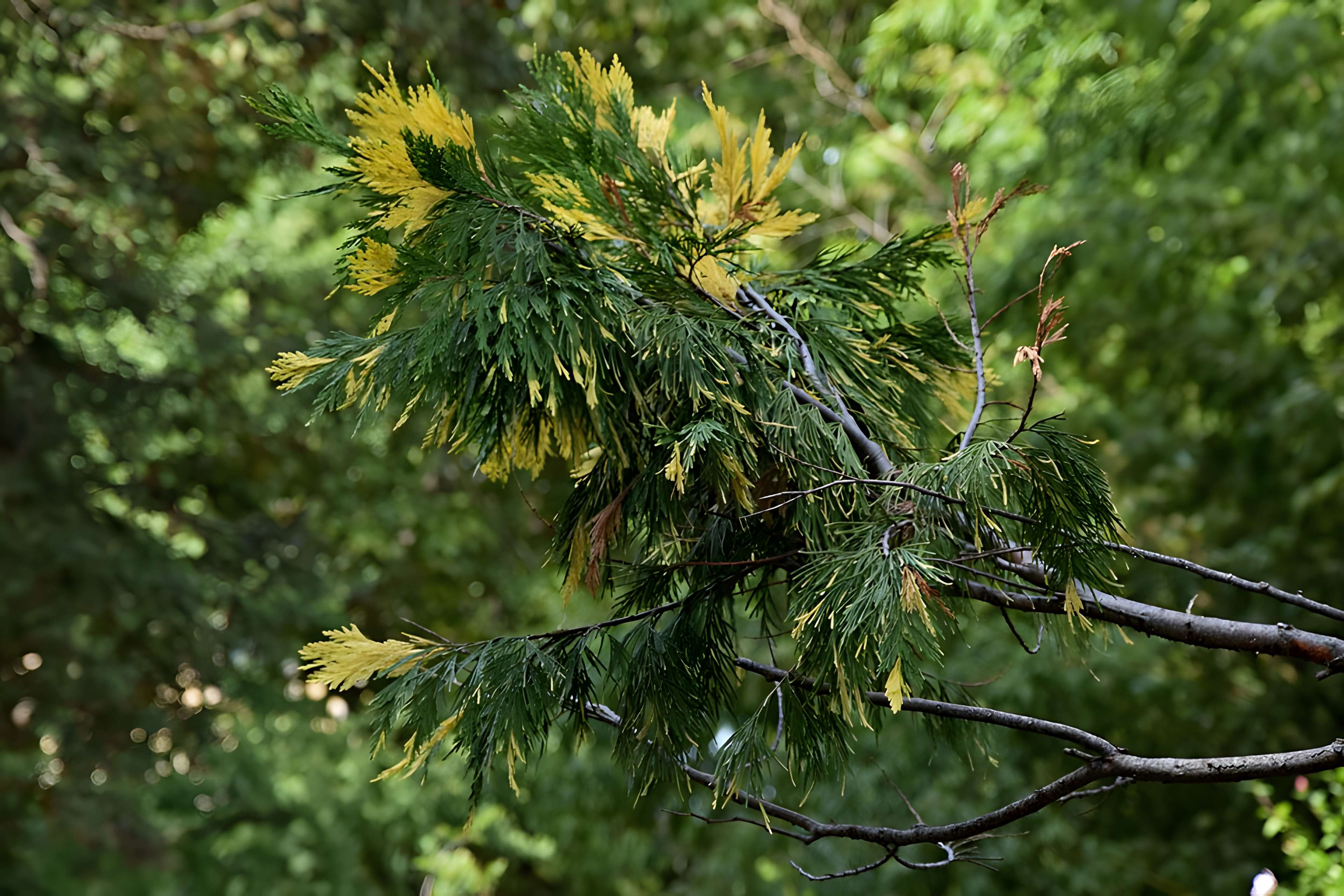 Plateau des poètes de Béziers