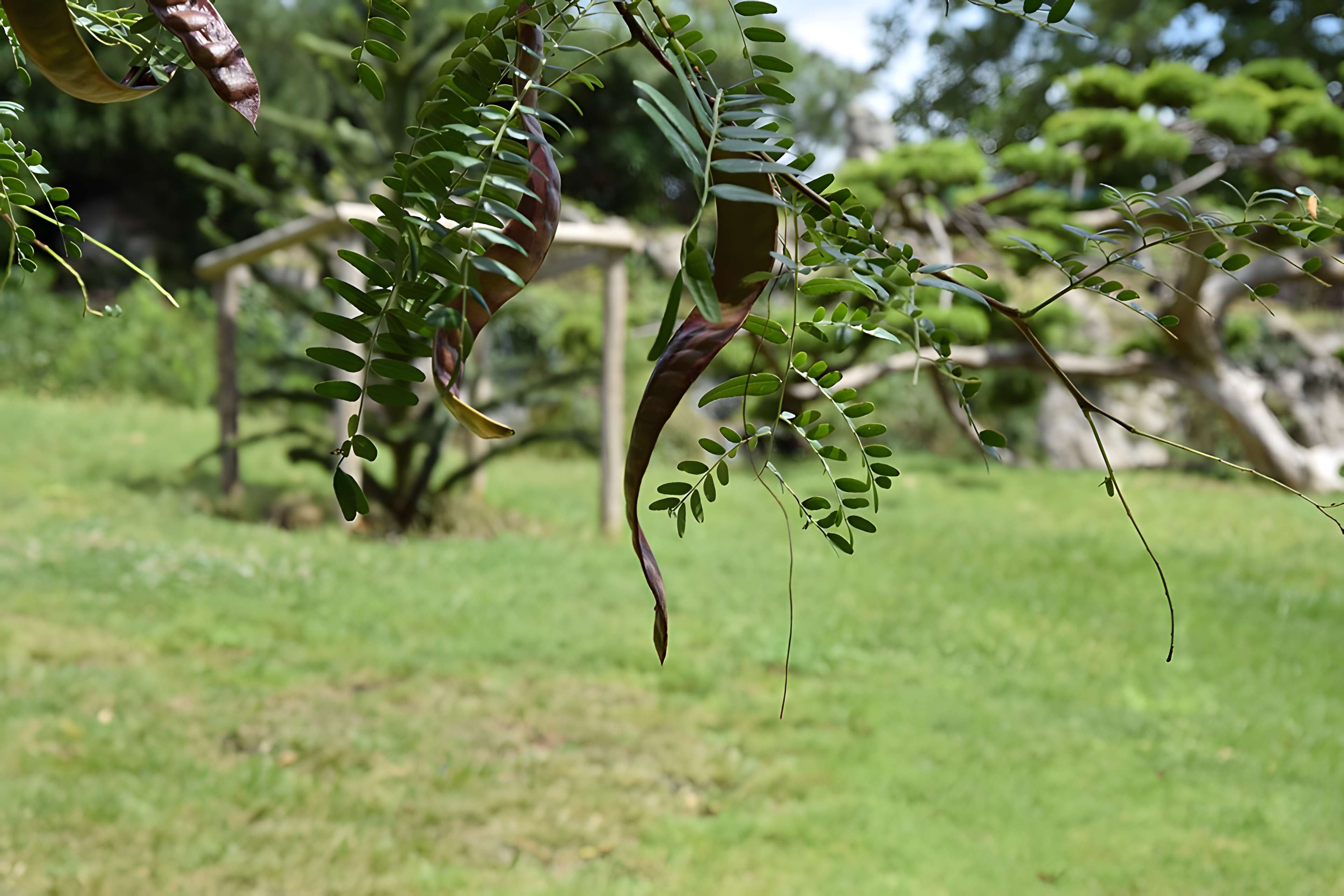 Plateau des poètes de Béziers