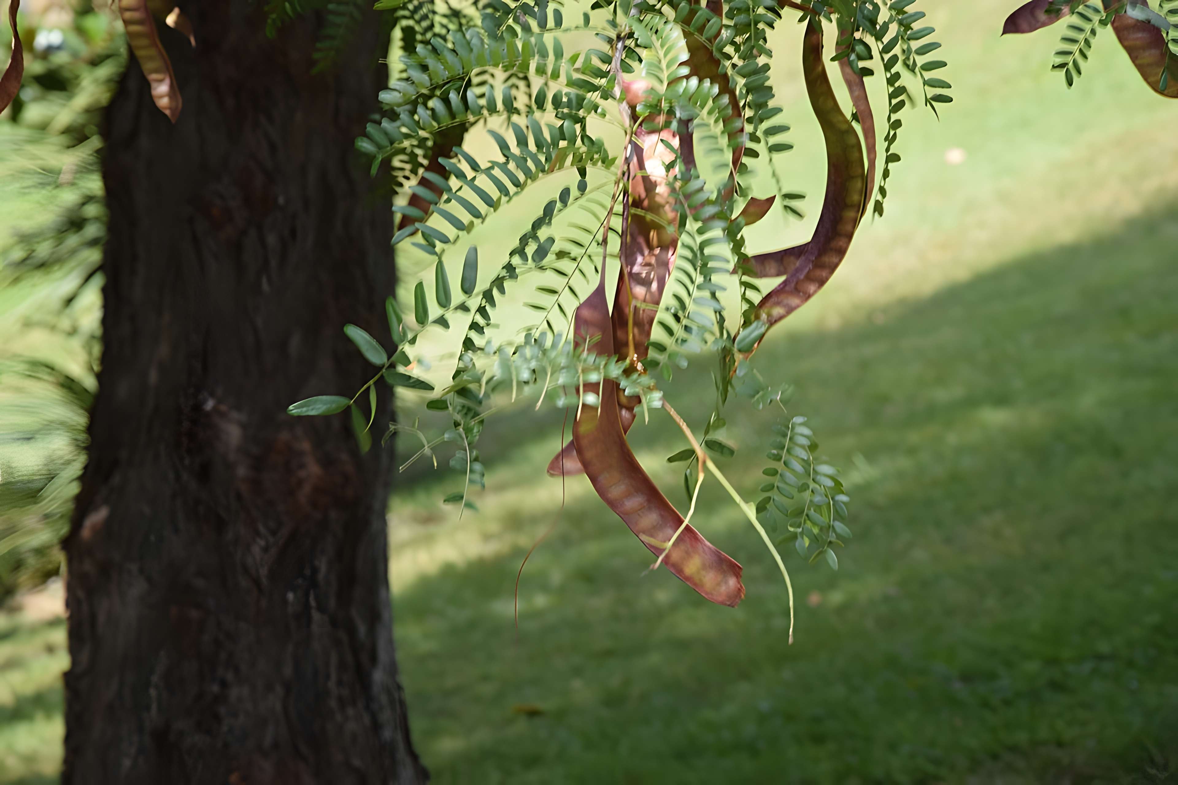 Plateau des poètes de Béziers