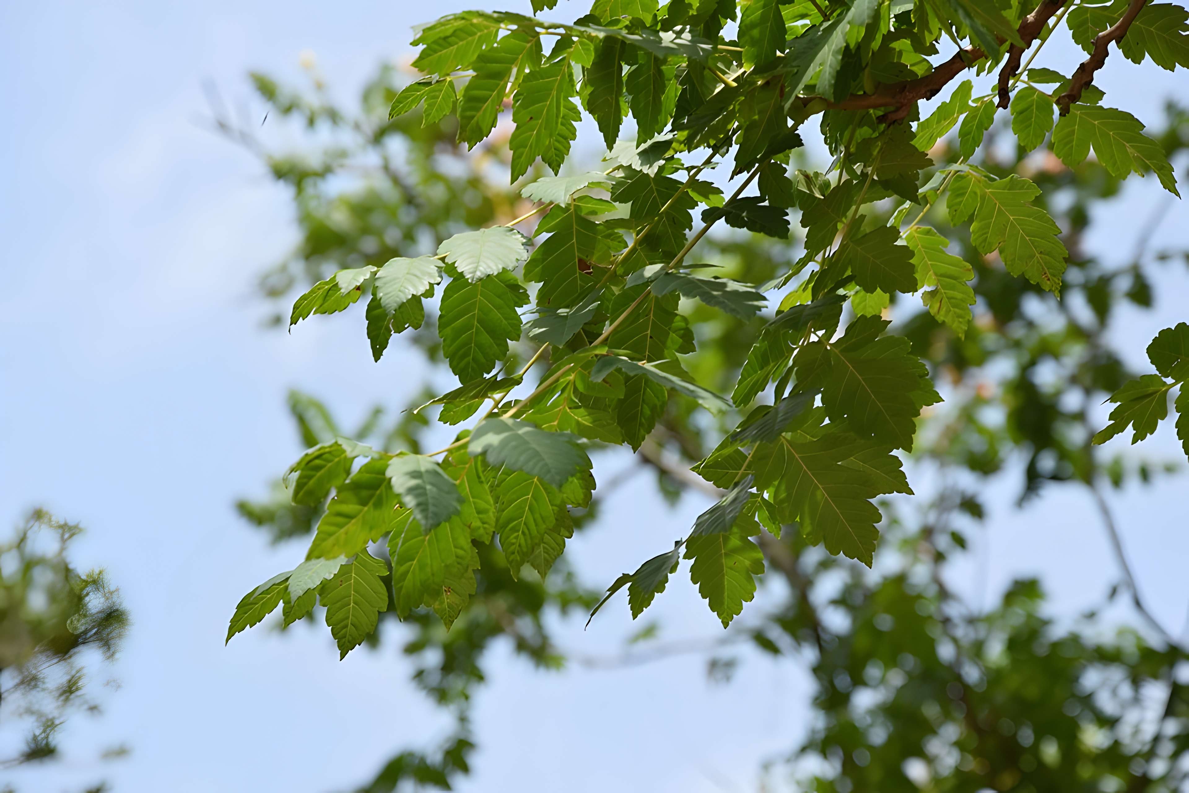 Plateau des poètes de Béziers