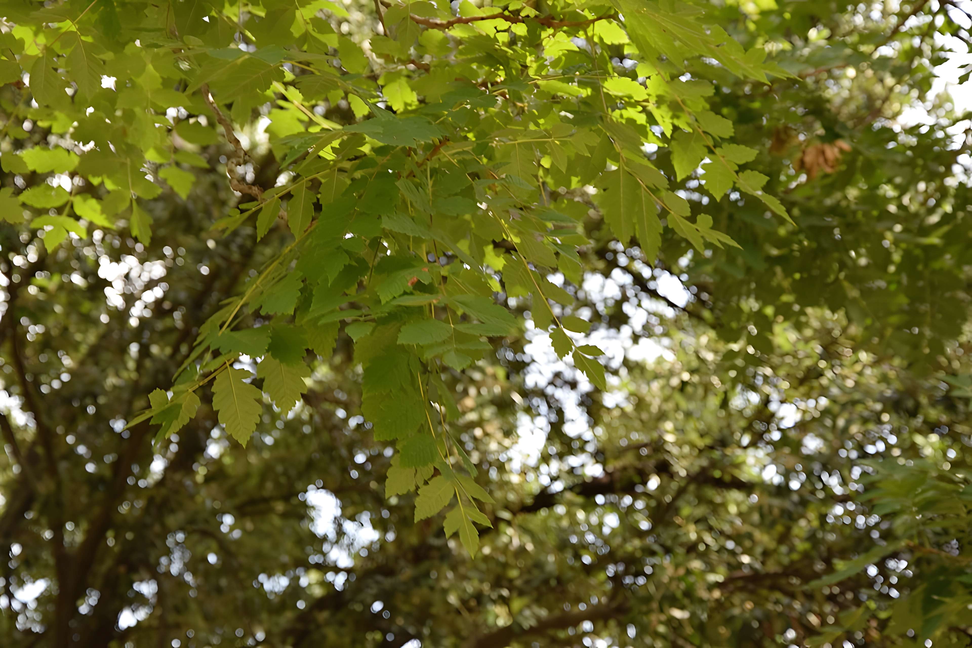 Plateau des poètes de Béziers
