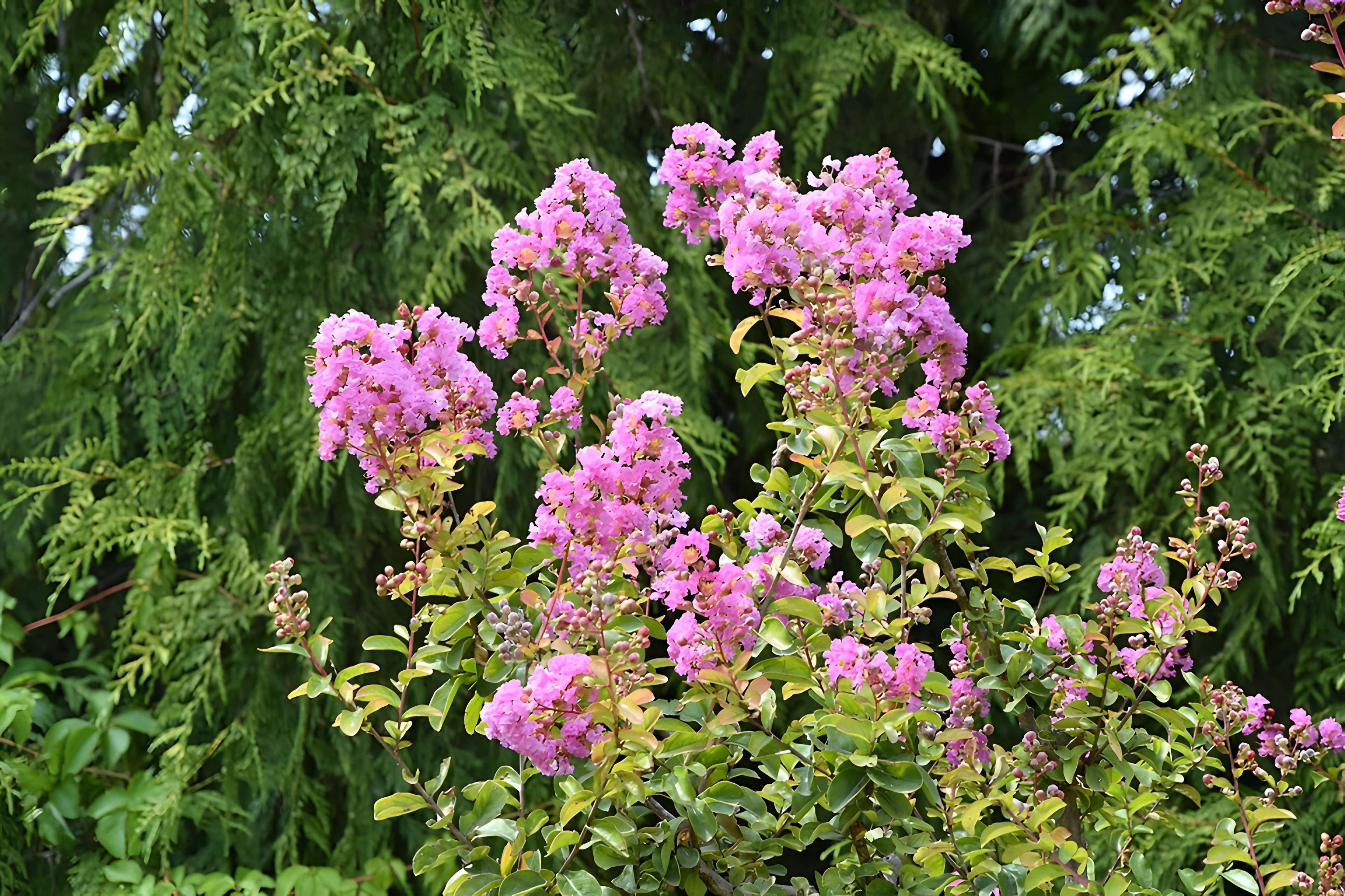 Plateau des poètes de Béziers