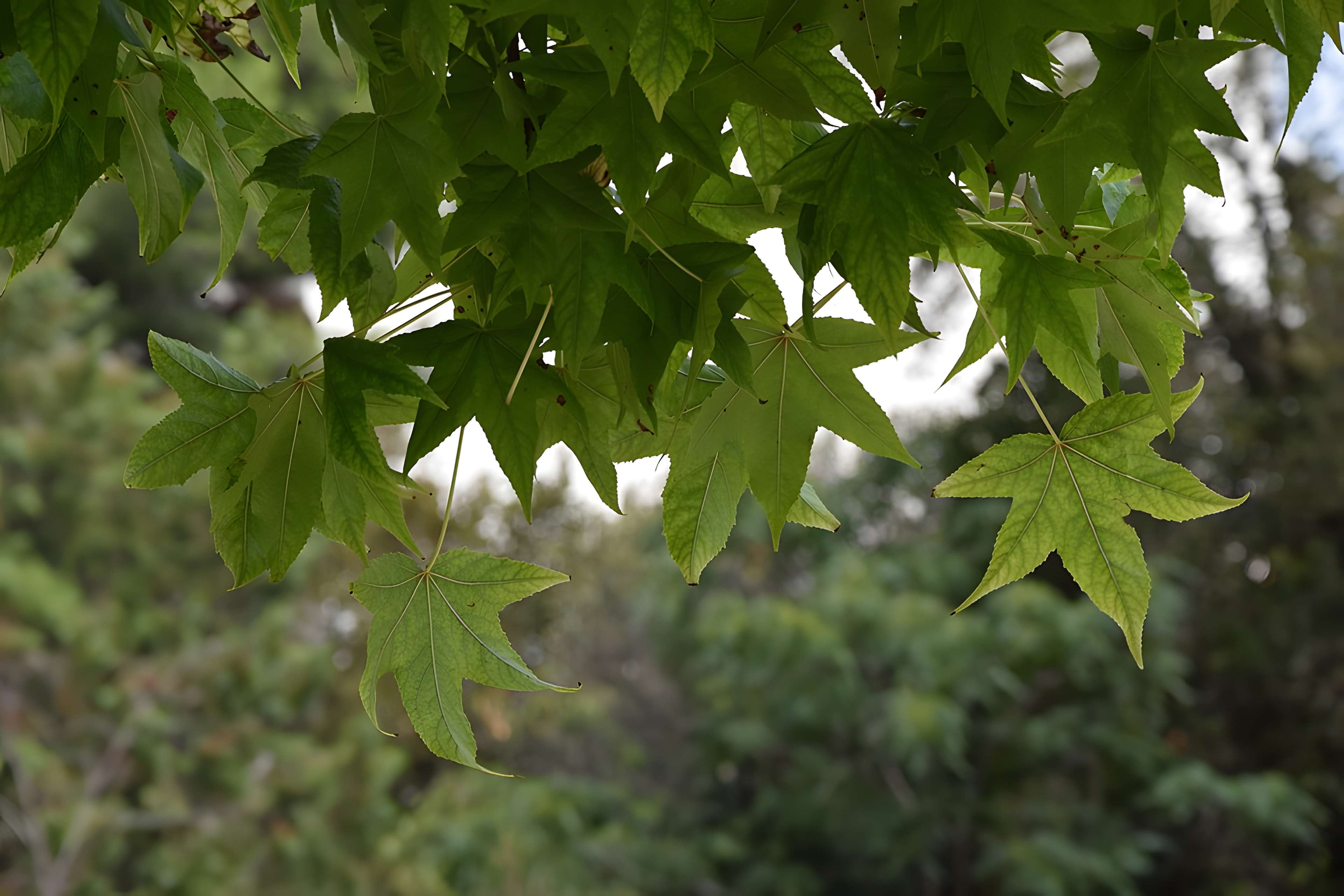 Plateau des poètes de Béziers