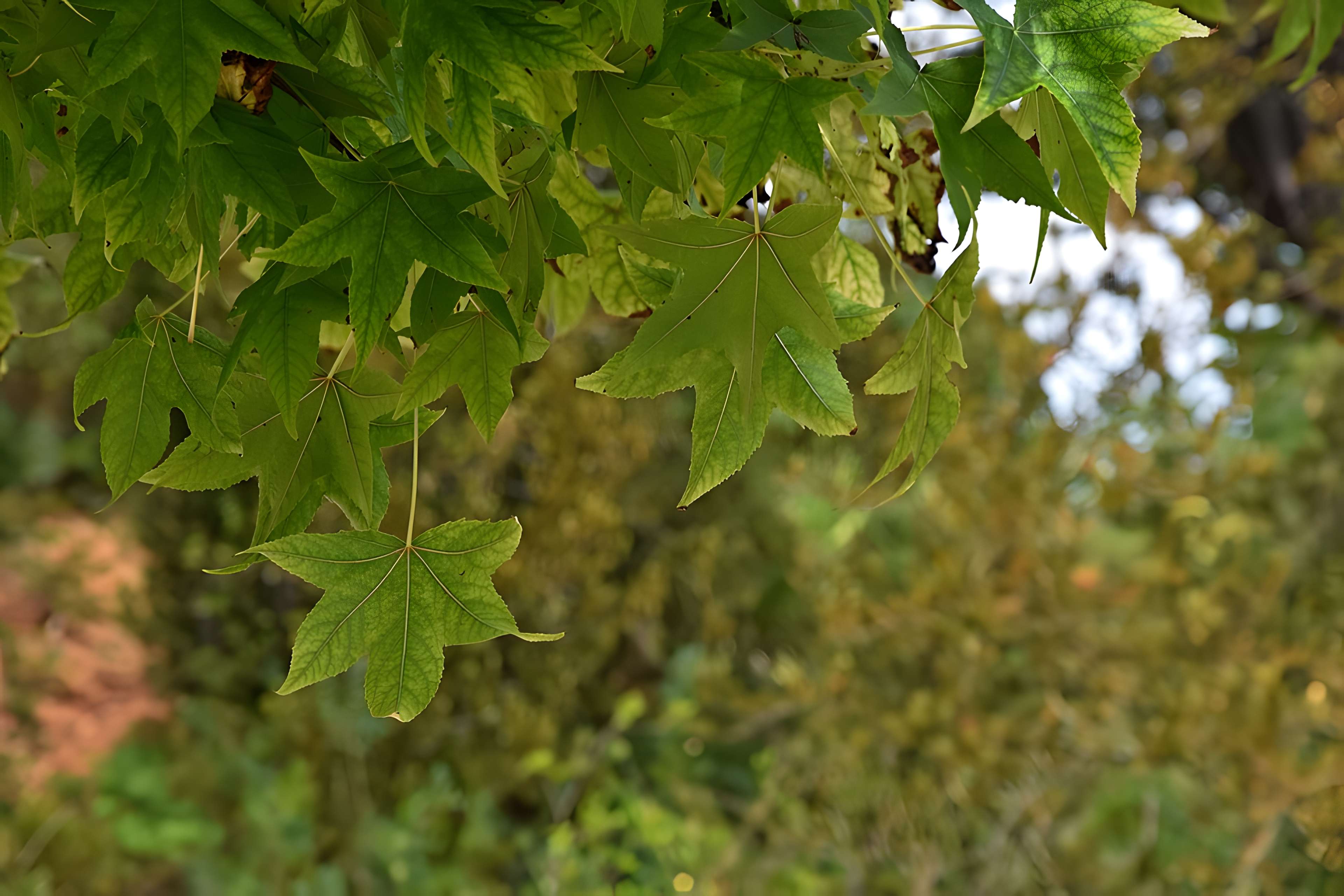 Plateau des poètes de Béziers