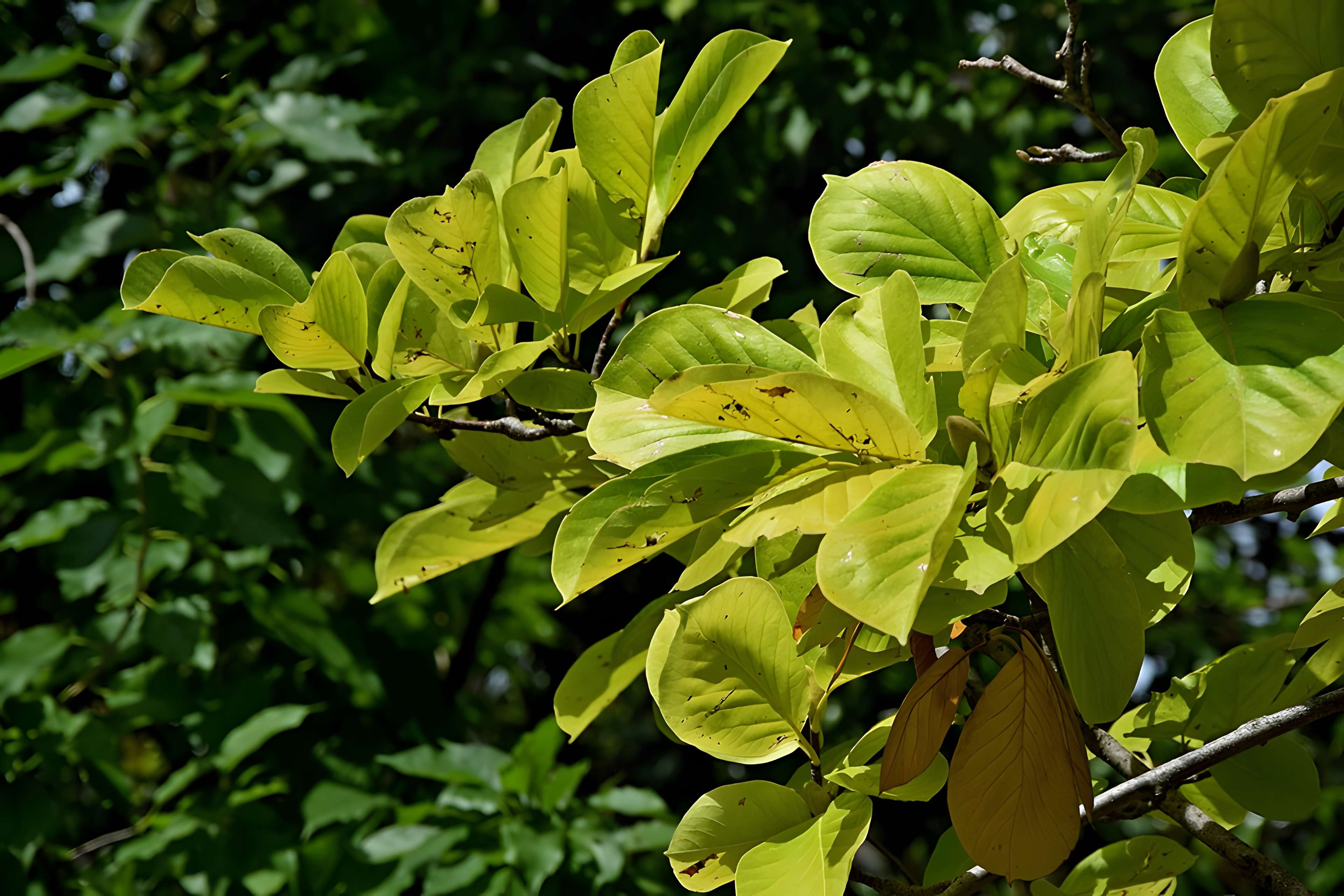 Plateau des poètes de Béziers
