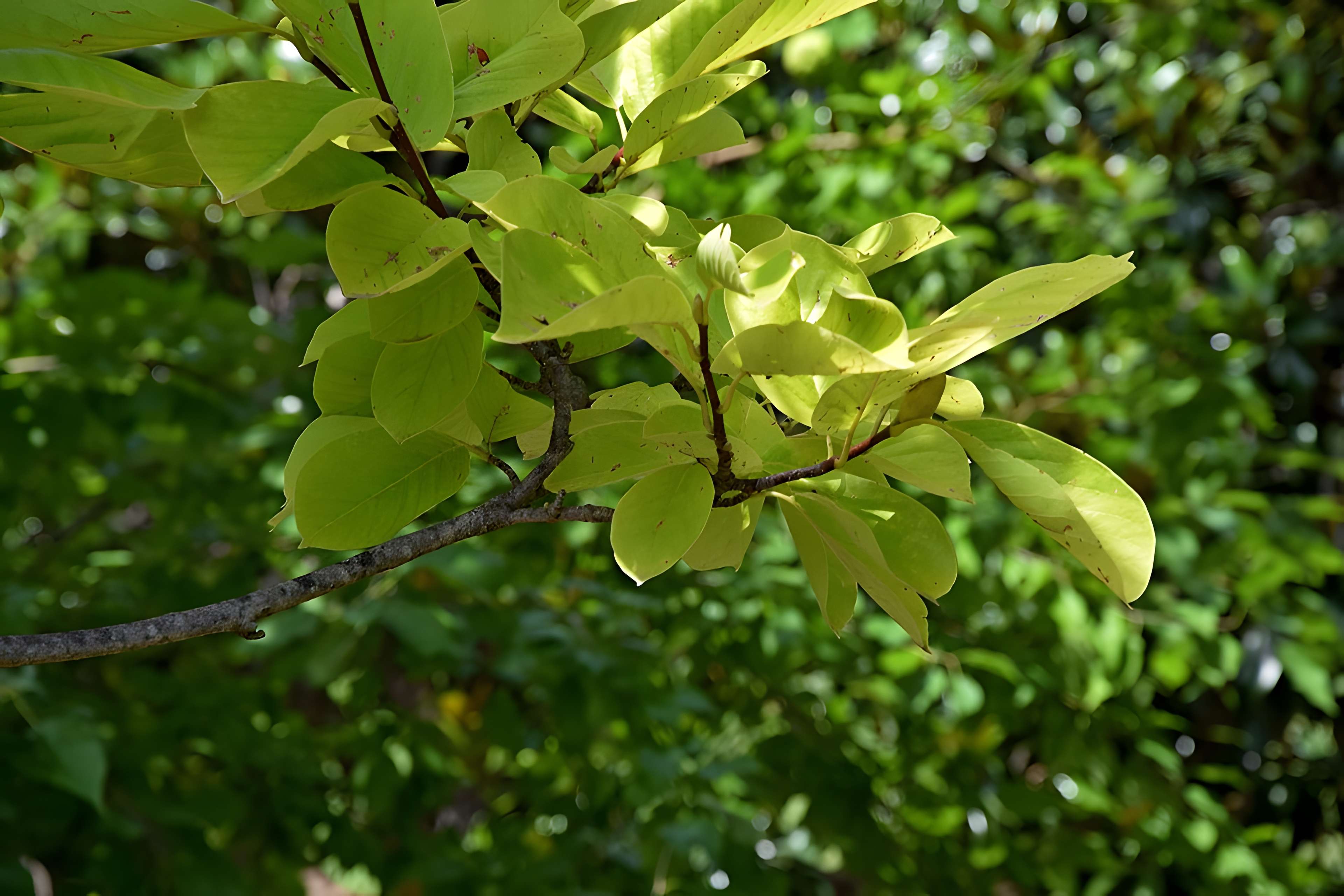 Plateau des poètes de Béziers