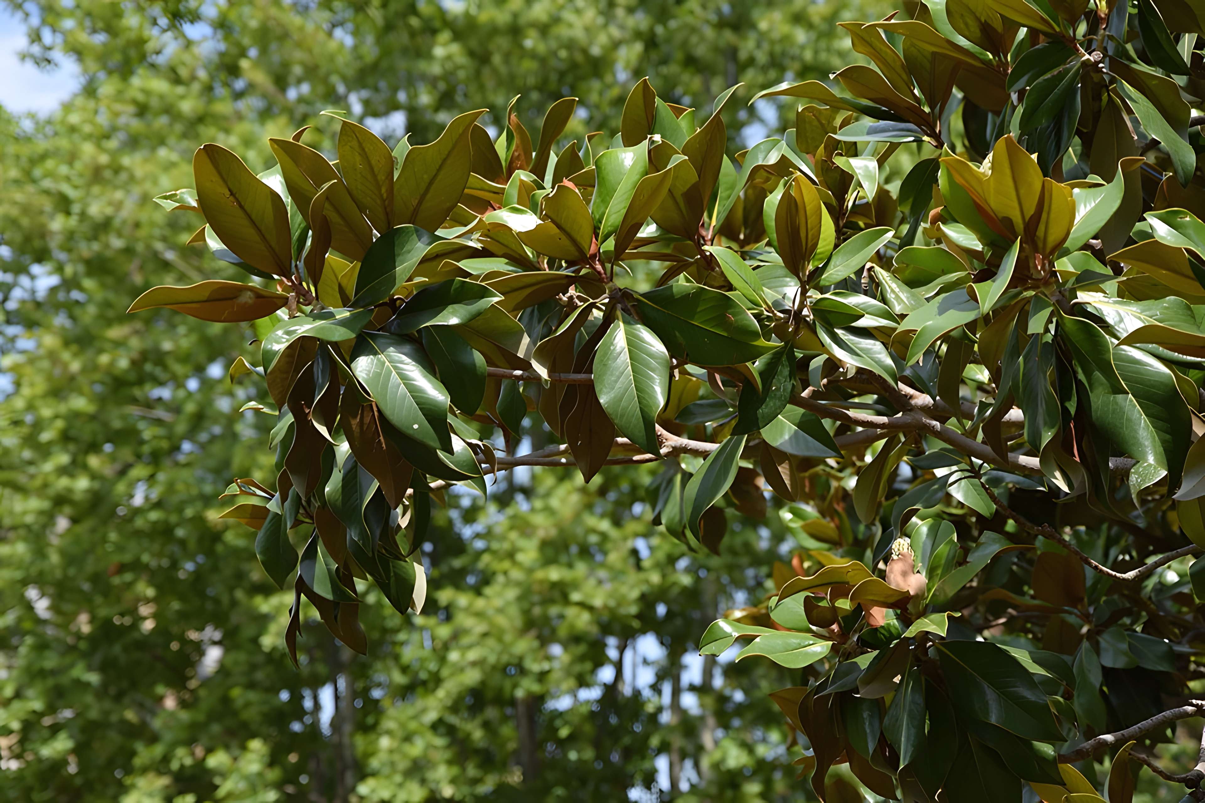 Plateau des poètes de Béziers