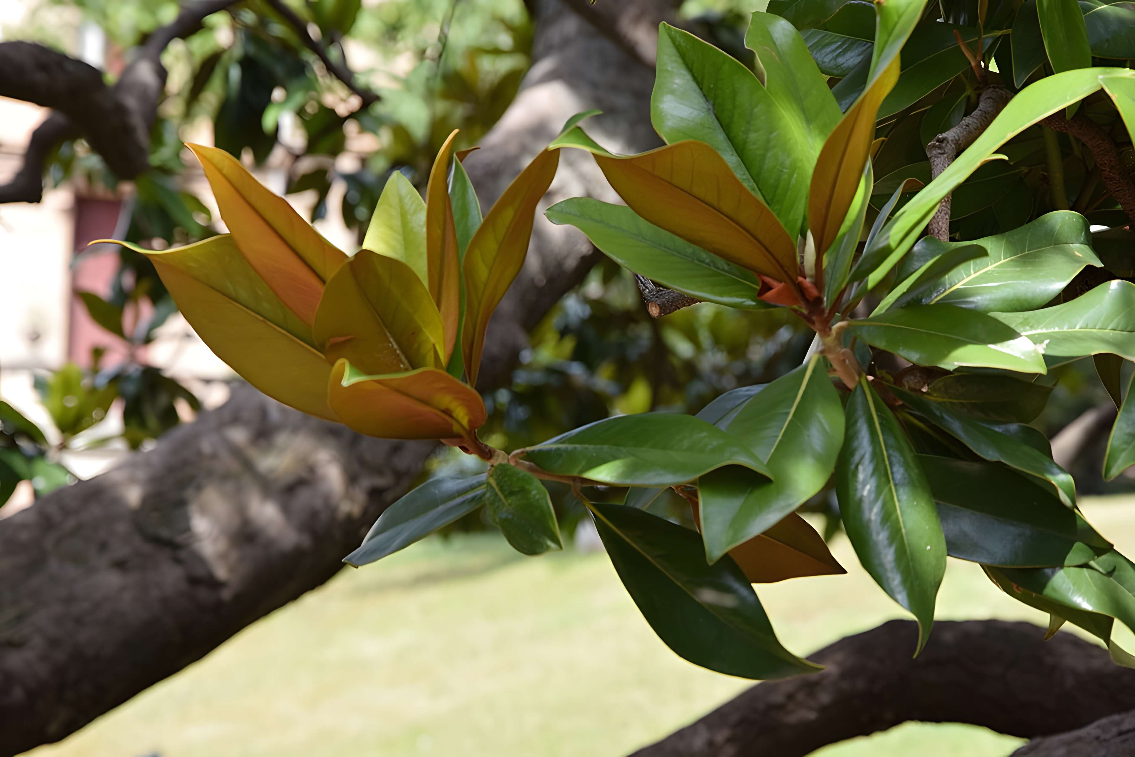 Plateau des poètes de Béziers