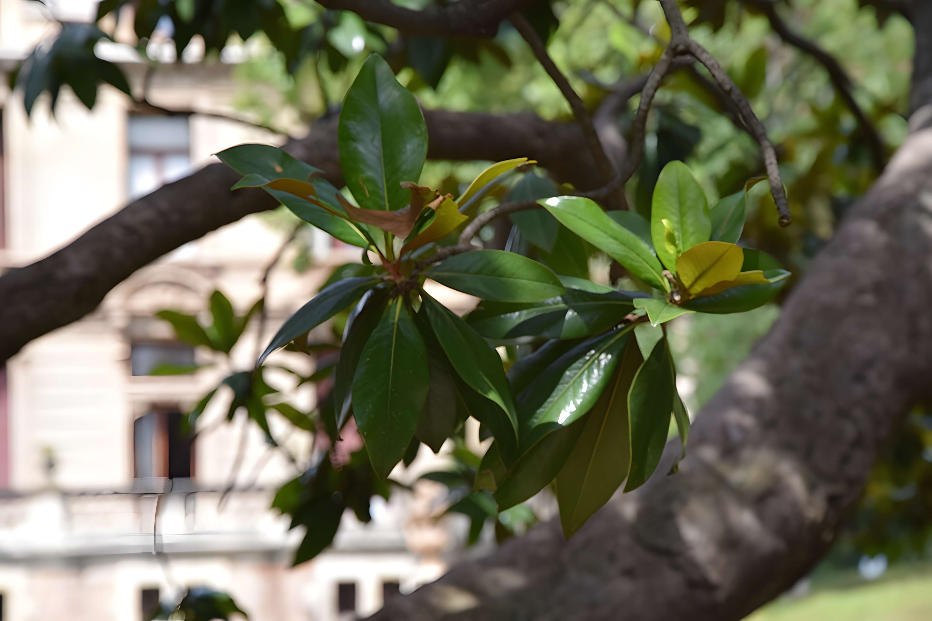 Plateau des poètes de Béziers