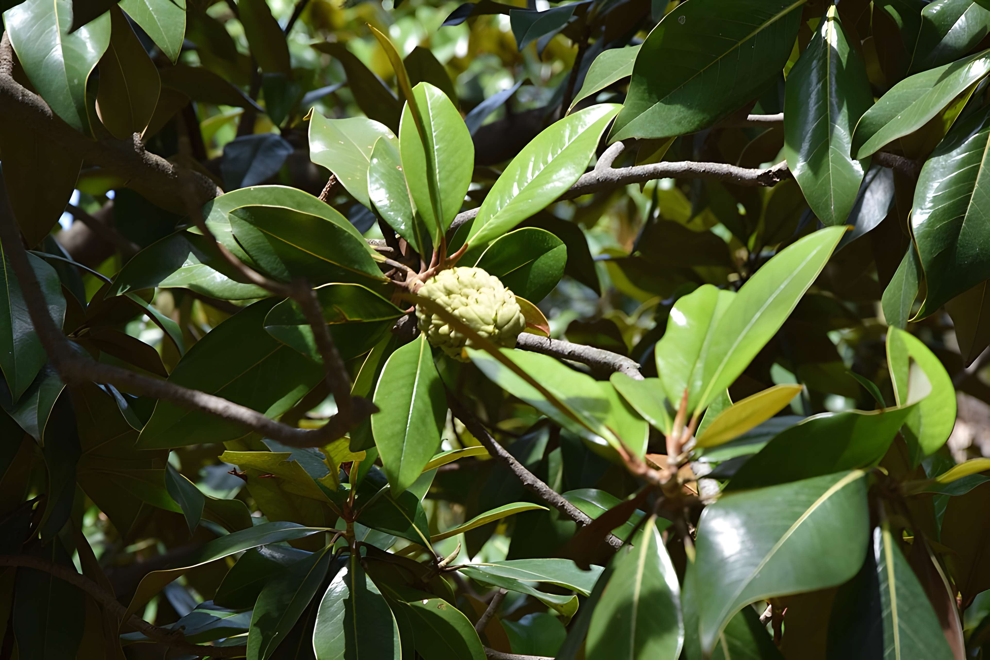 Plateau des poètes de Béziers