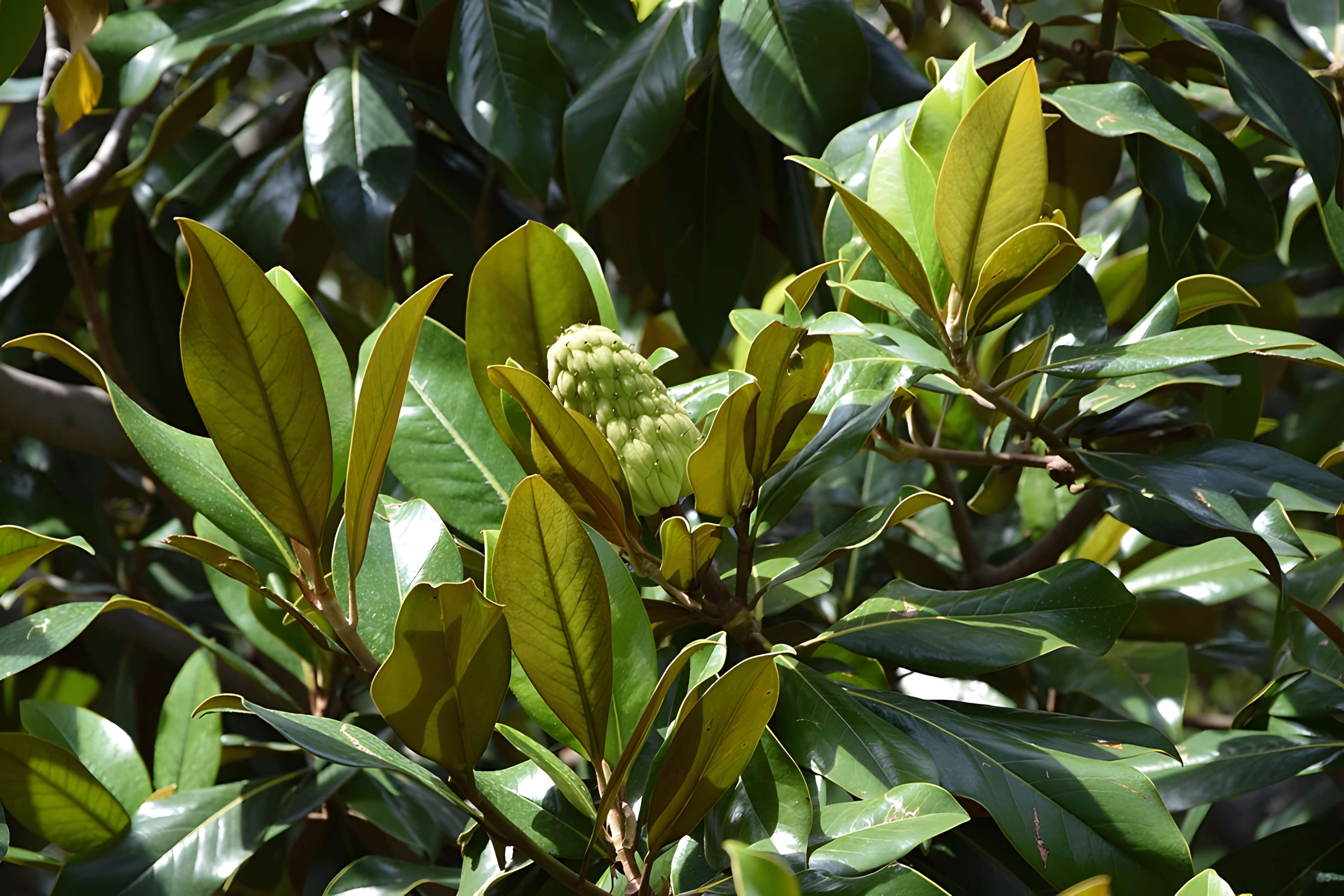Plateau des poètes de Béziers