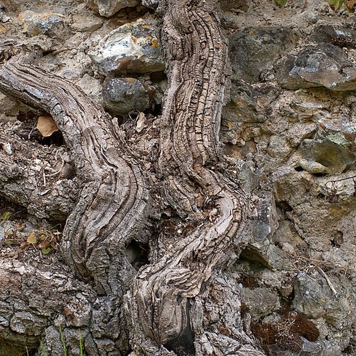 Photo de Château de Fréteval