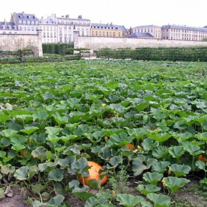 Photo de Potager du roi à Versailles